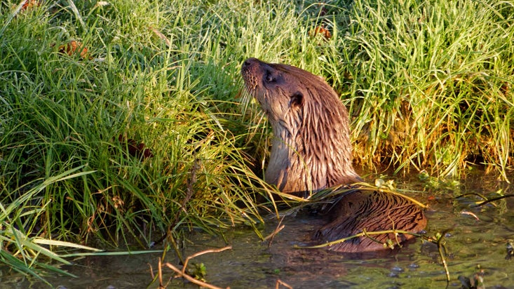 An otter raising its head out of the water among the grass on a riverbank at Croome, Worcestershire.
